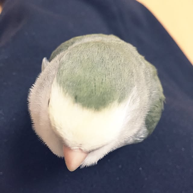 ベッド周り/さすけテロ/コザクラインコ/インコと暮らす家/いいね♪いつもありがとうございます❤️...などのインテリア実例 - 2017-02-07 20:29:27