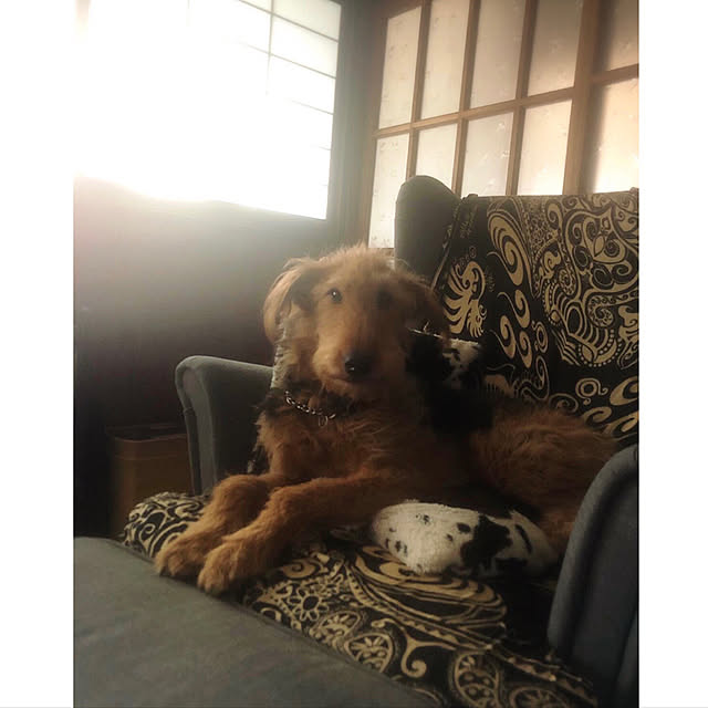 riettaさんの実例写真