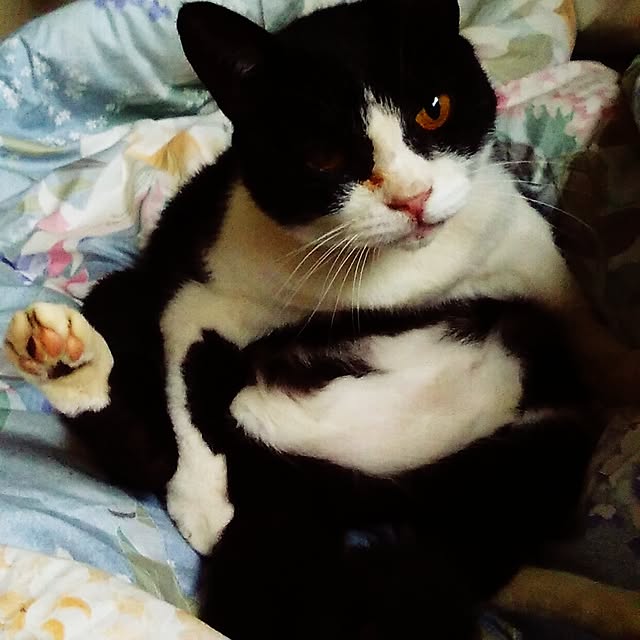 nekoandouさんの実例写真