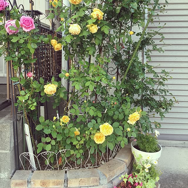 greenroseさんの実例写真