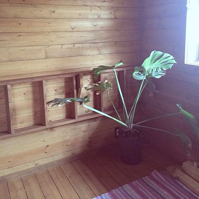 natumikanさんの実例写真