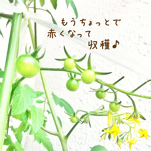 nashieさんの実例写真