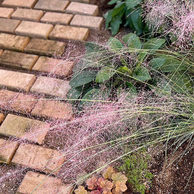 お花がある暮らし/お庭改造中/お庭DIY/お庭の花/レンガの小道頑張るぞ‼...などのインテリア実例 - 2023-10-23 17:48:43