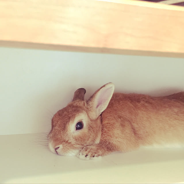 Yasuyukiさんの実例写真