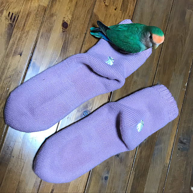aoinokimiさんの実例写真