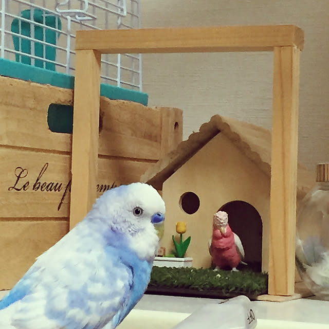 toratanさんの実例写真