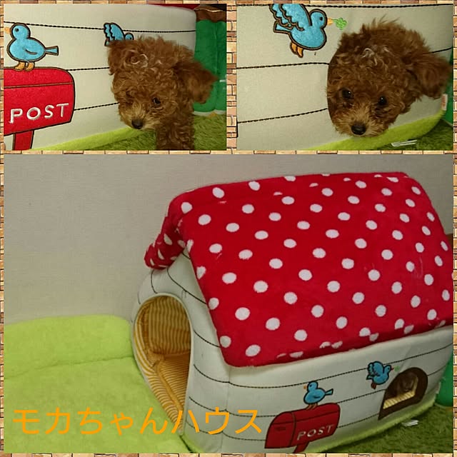 Mikaさんの実例写真