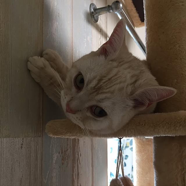 sirasu.nさんの実例写真