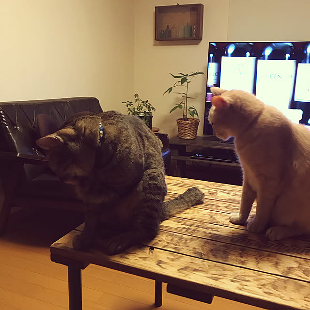 mikan161さんの実例写真