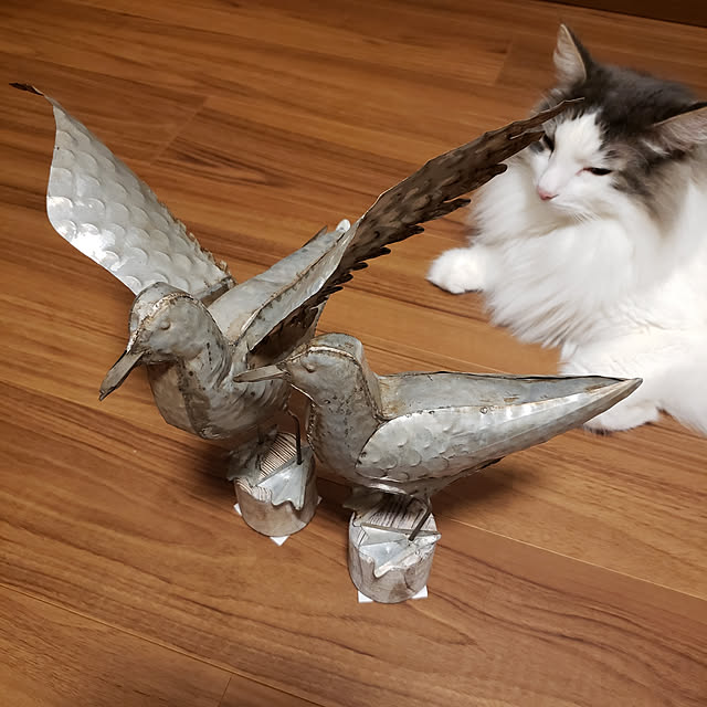 mofさんの実例写真