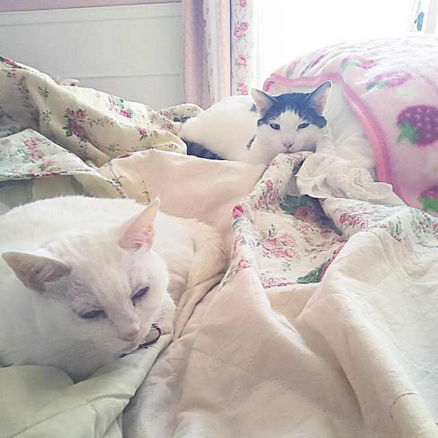 sakuraさんの実例写真