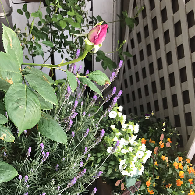 lavie0125さんの実例写真