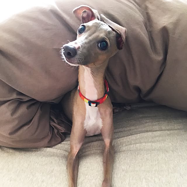 mocomocoさんの実例写真