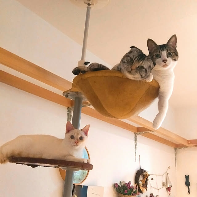 Gomaさんの実例写真