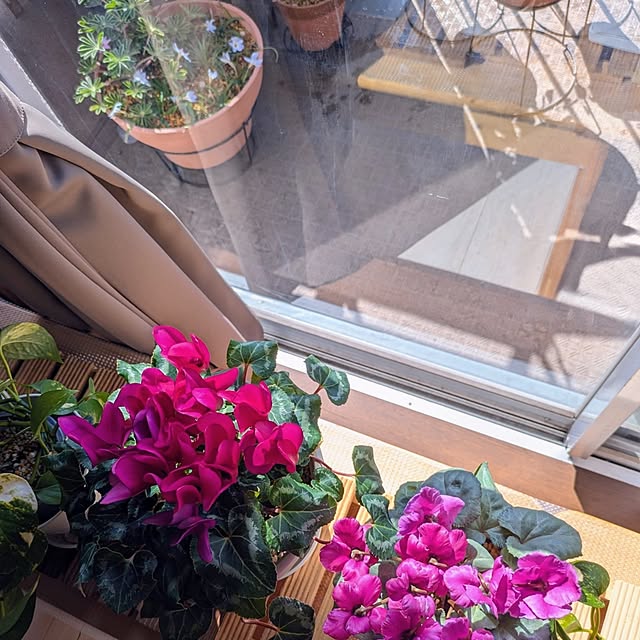 mi-saさんの部屋