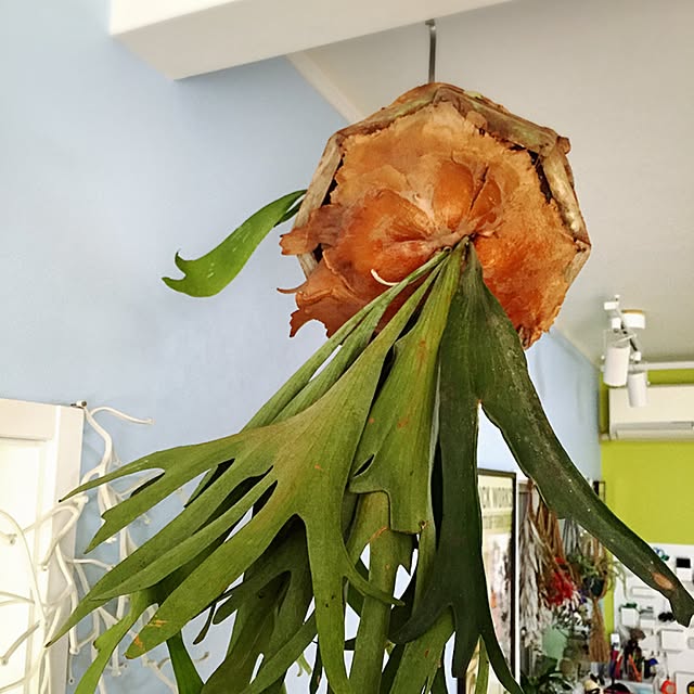 fukatoko55さんの実例写真