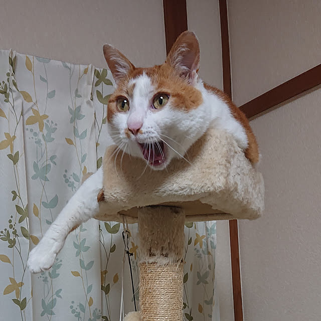 mugi77327732さんの実例写真