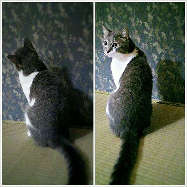 lovepandaさんの実例写真
