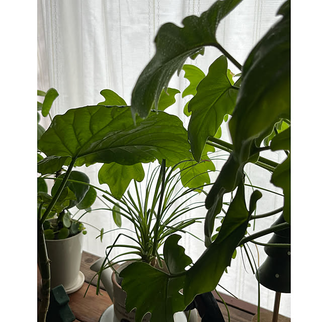 cotaさんの部屋