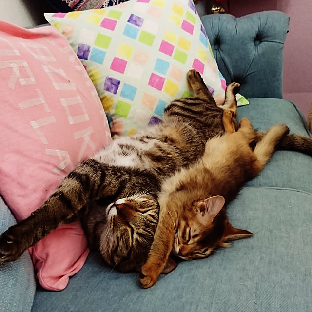 poniさんの実例写真