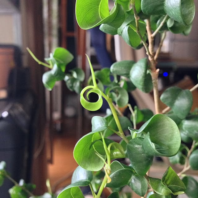 hittonさんの実例写真