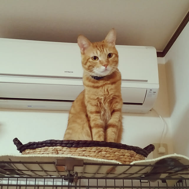 kichiさんの実例写真