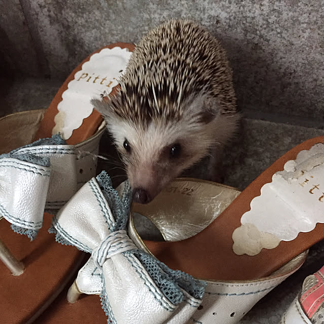 waizumiさんの実例写真