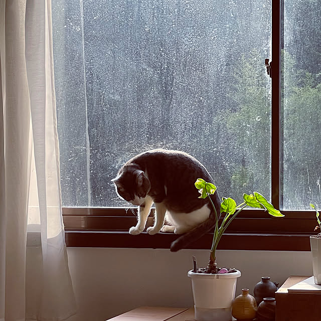 nekosamaさんの部屋