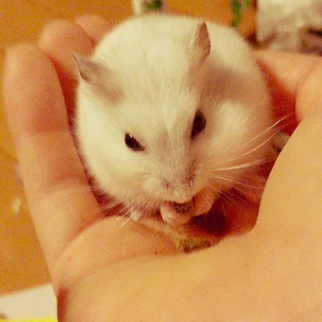 sweetさんの実例写真