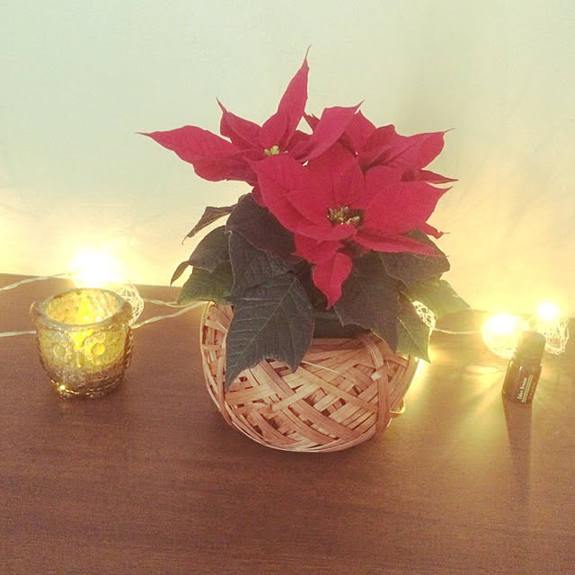 玄関/入り口/クリスマス/観葉植物のインテリア実例 - 2018-12-10 12:55:29