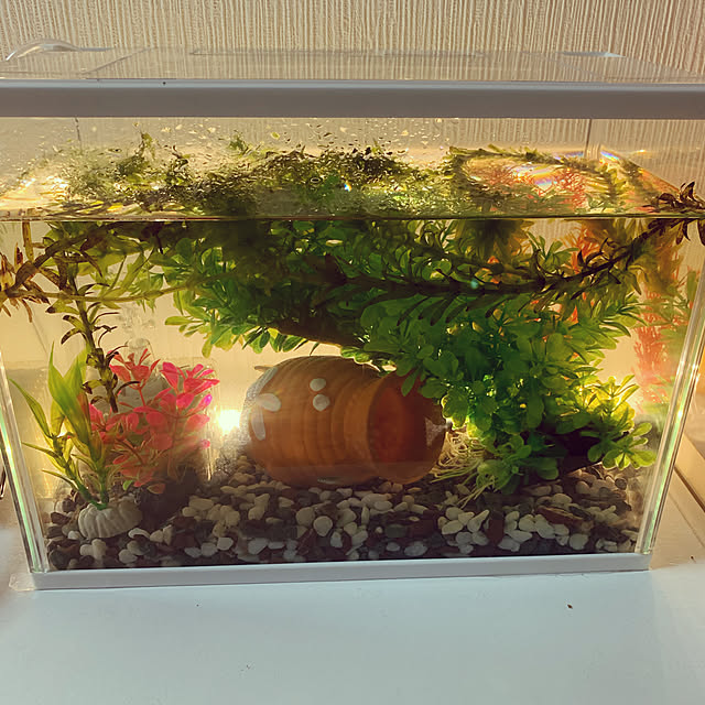 yuzuyuzu2411さんの実例写真