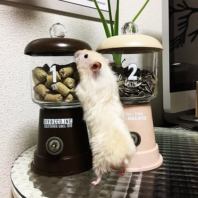 Akiさんの実例写真
