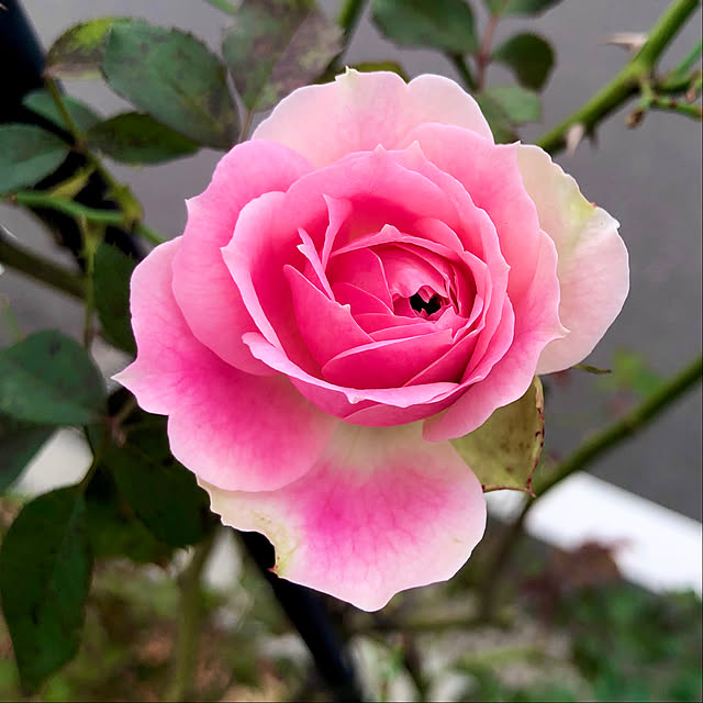 tomoさんの実例写真