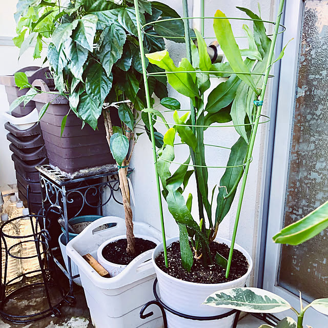 hanachanさんの部屋
