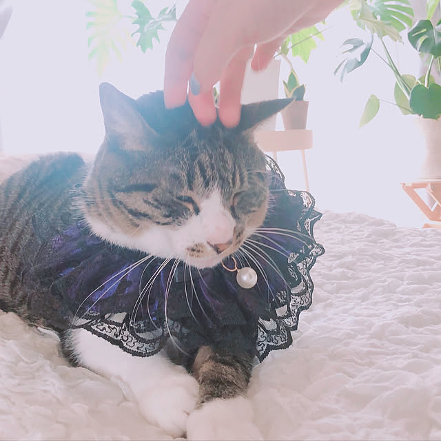 milkcocoaさんの実例写真