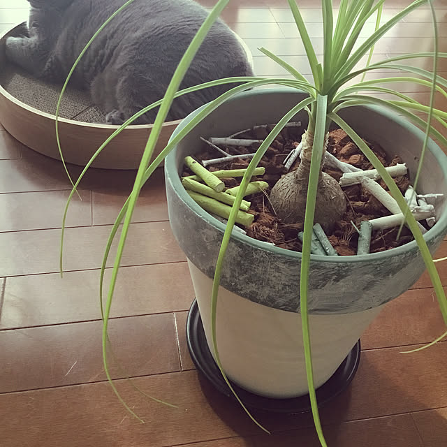 meさんの実例写真