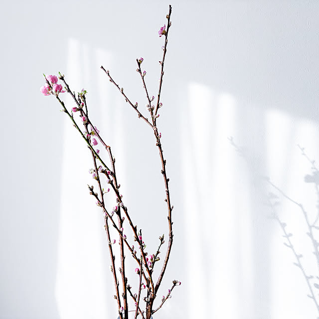 annさんの実例写真