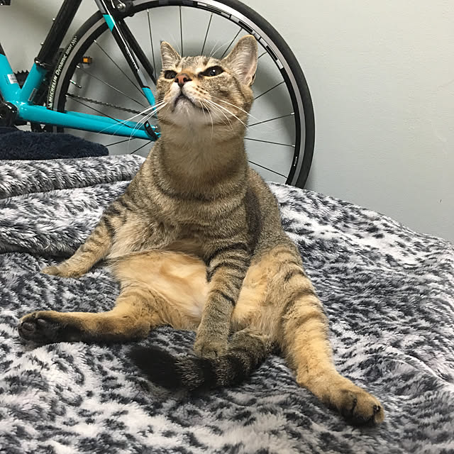 mikomaruさんの実例写真