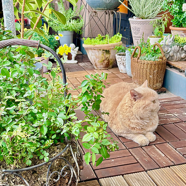 naokoさんの実例写真