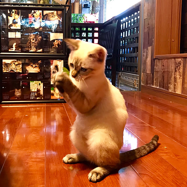 butachanさんの実例写真