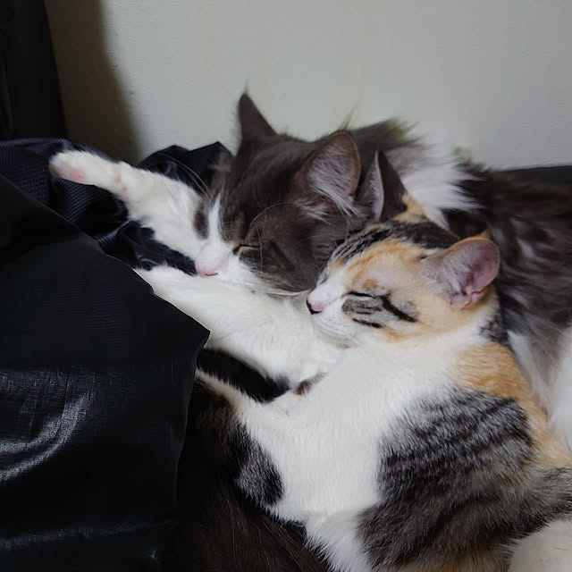 shinobuさんの実例写真