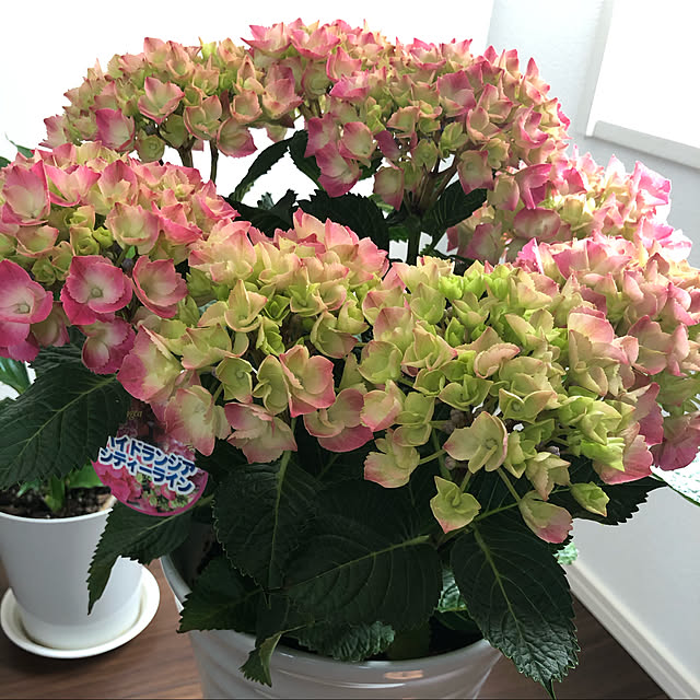 lily2003ccさんの実例写真