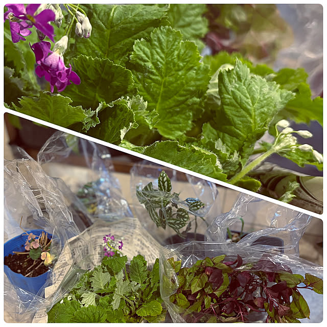 usagiさんの部屋