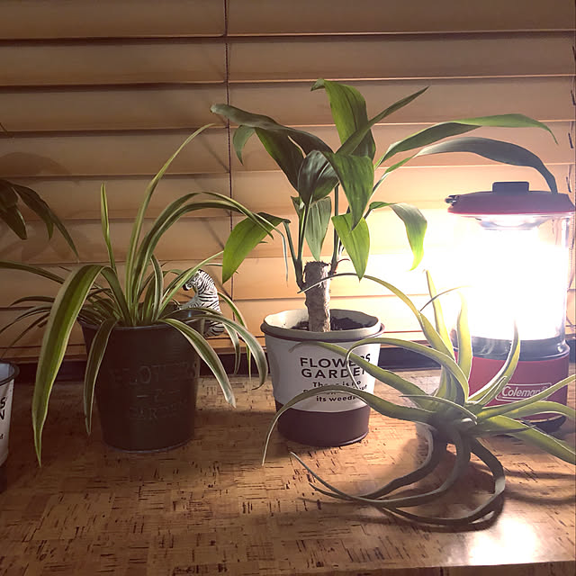 andaさんの実例写真