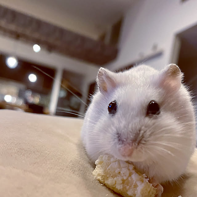 cocochiさんの実例写真