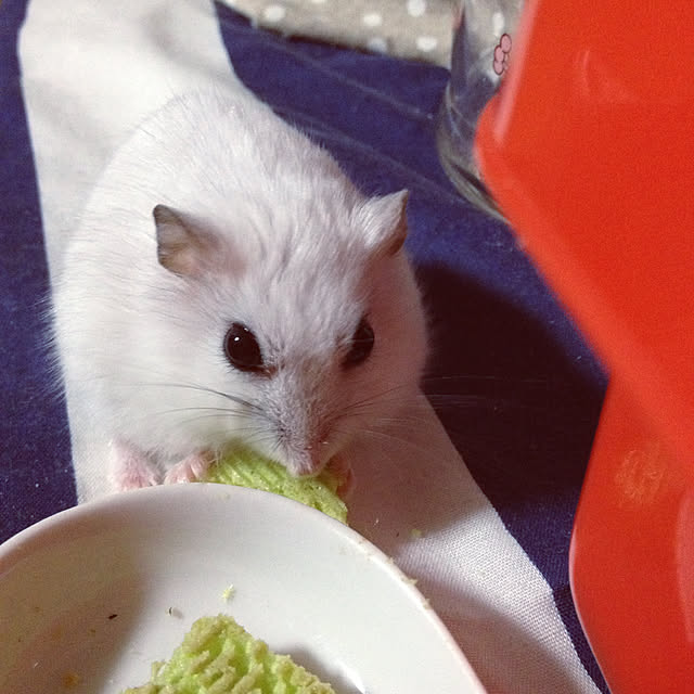 Yuさんの実例写真