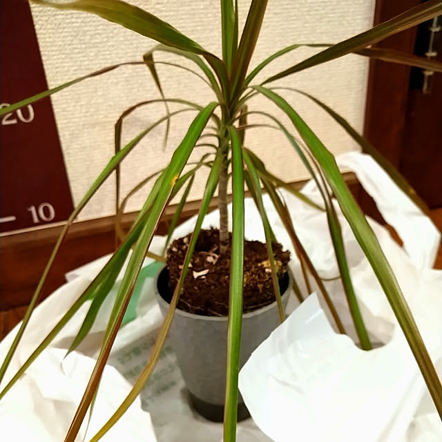 Tさんの実例写真