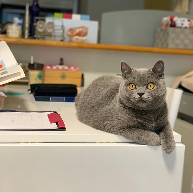 kittyさんの実例写真