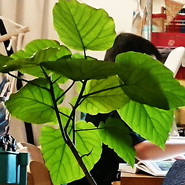 renrinmamaさんの実例写真