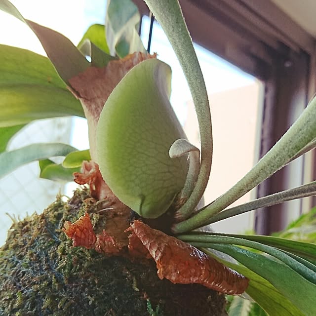 cocosorasakuさんの実例写真